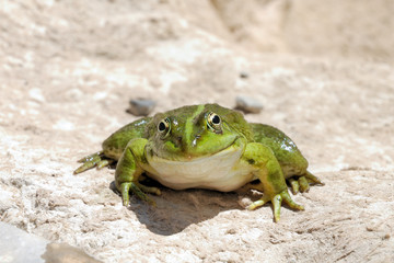 smiling frog - Edible Frog - Pelophylax kl. esculentus
