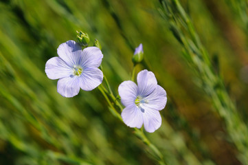 Belle fleur de lin bleue