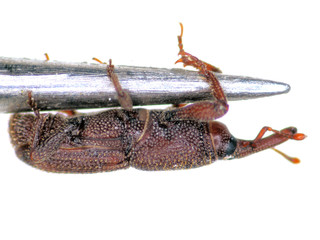 Reiskäfer (Sitophilus oryzae)