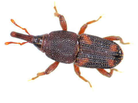 Reisk&auml;fer (Sitophilus oryzae)