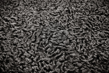 Karakul texture