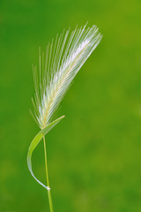 Wild barley