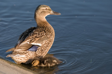 Duck mom watching over duckling