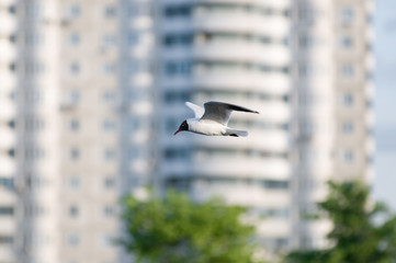 Seagull in flight
