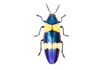 Blue beetle Chrysochroa mniszechi isolated