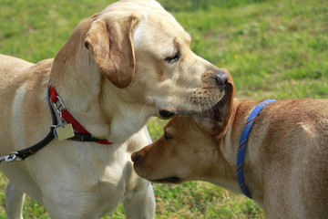 Obraz premium playtime between labrador