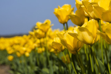 Field of tulips