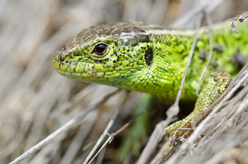 Zauneidechse, Sand lizard, Lacerta agilis