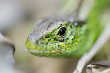 Zauneidechse, Sand lizard, Lacerta agilis