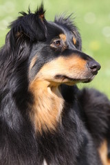 Schwarz-brauner Mischlingshund