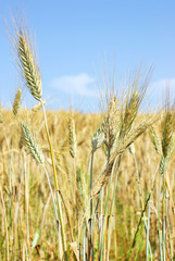 Wheat  spikes at portuguese field.