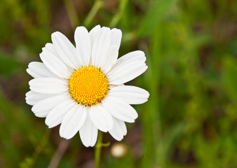 camomile