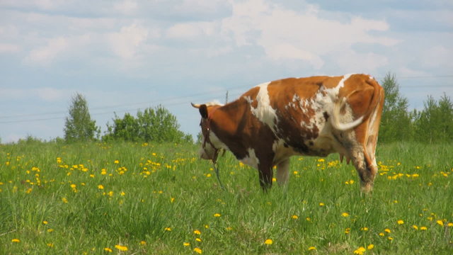 cow on meadow