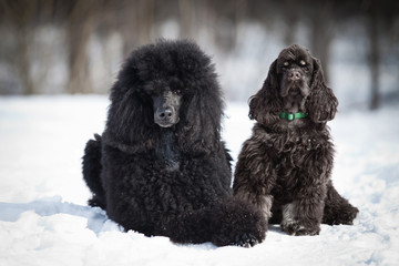 Black Poodle in outdore settings