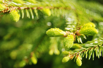 Fresh needles of a fir-tree on green background