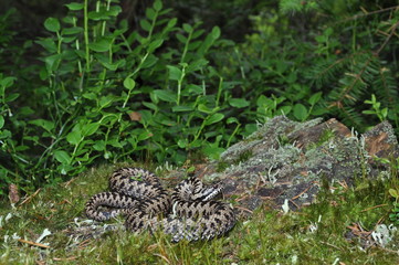 Kreuzotter, Vipera berus
