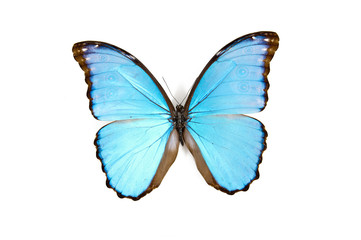 Obraz na płótnie Canvas Motyl
