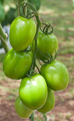 tomate