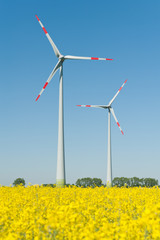 Windkrafträder in einem Rapsfeld