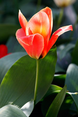 Beautiful red tulip in leaves on flowerbed