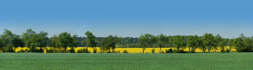 Foto auf Acrylglas Sommer Allee zwischen angrenzenden Feldern