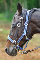 Obraz premium Cavallo stanco dopo la galoppata