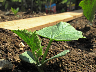 concombre,cornichon,potager,terre