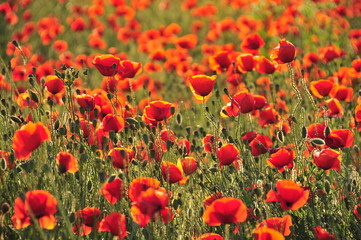 Fototapeta premium Czerwone maki