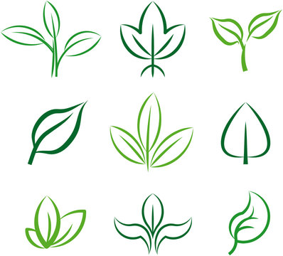 Green plants and leaves. Vector illustration