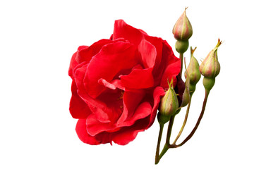 isolated red rose with buds