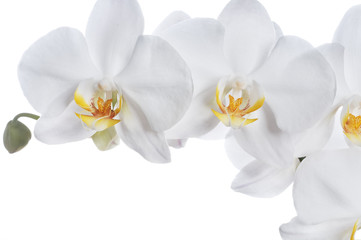 Obraz na płótnie Canvas Beautiful orchid