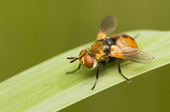 Gymnosoma