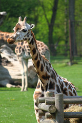 giraffe