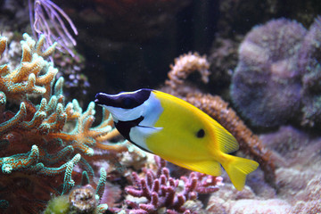Fototapeta na wymiar yellow fish