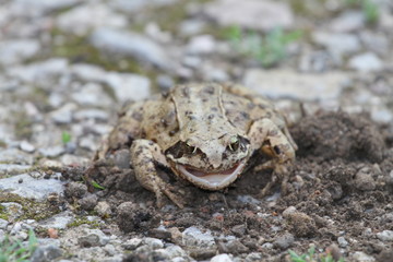 Grenouille