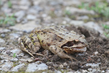 Naklejka premium Grenouille