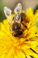 Bee on a dandelion
