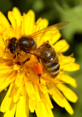 Bee on a dandelion