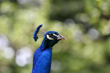 Pfau