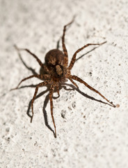 spider