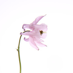 Pink Columbine flower on white background
