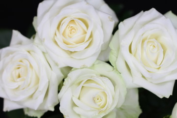 Roses blanches