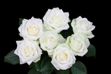 Roses blanches