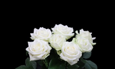 Roses blanches