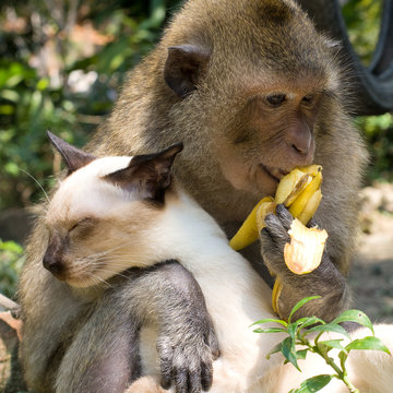 Monkey and domestic cat , Thailand .