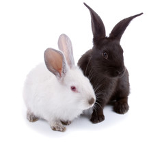 Rabbits isolated on a white background