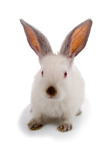 Rabbit isolated on a white background