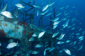 A school of Tomtate Grunts swimming near a shipwreck