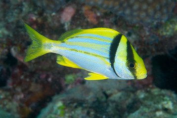 Fototapeta na wymiar Juvenile pływanie Porkfish nad rafą koralową.