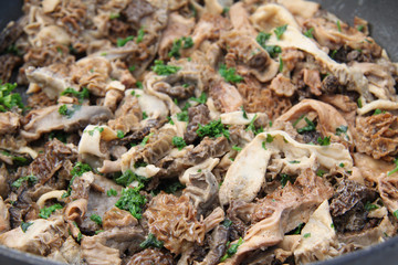 Morilles
